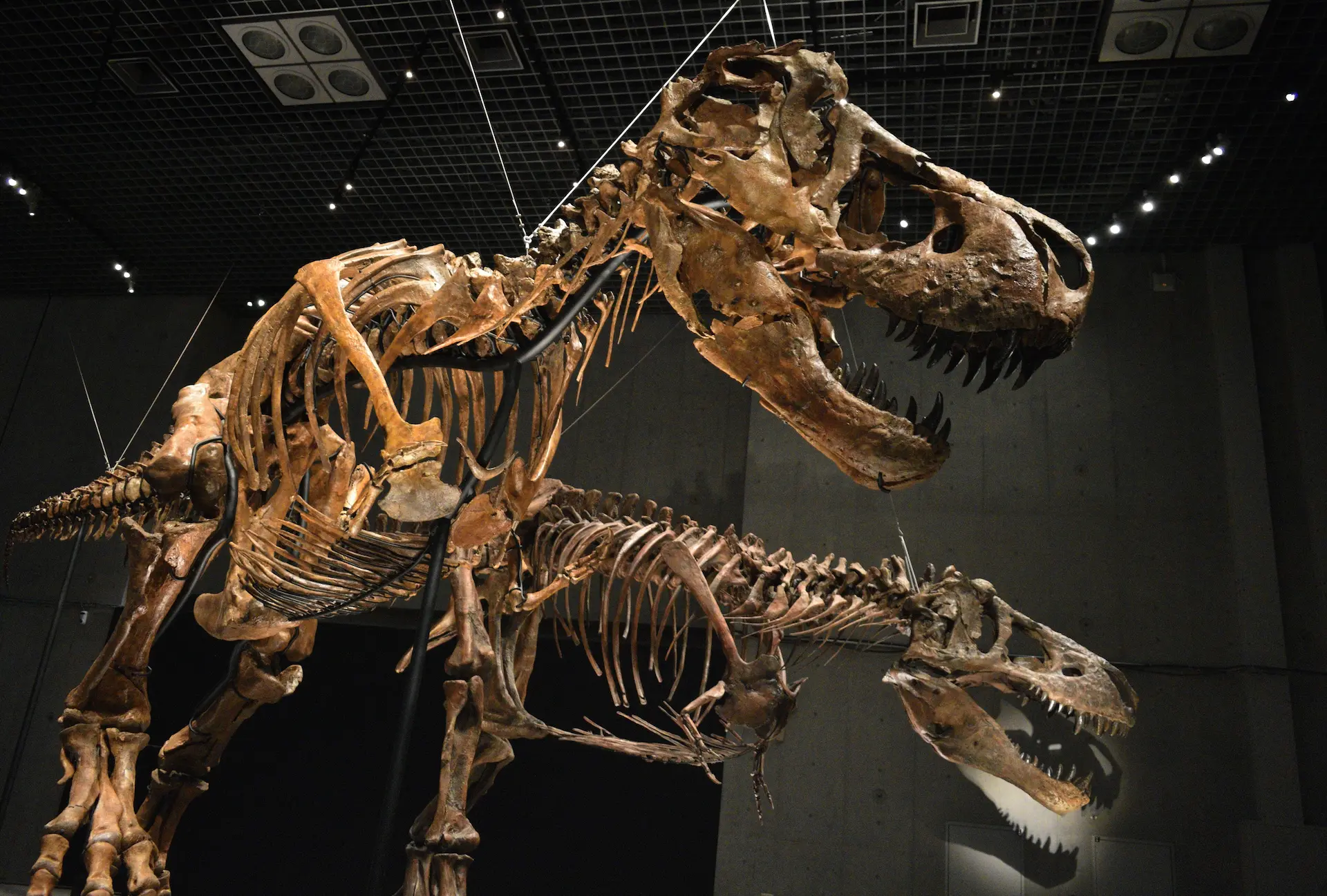 二体のティラノサウルスの全身骨格