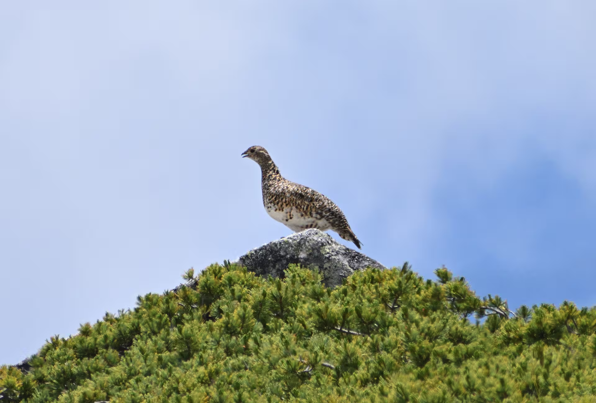 木曽駒ヶ岳の山頂付近でたたずむライチョウ